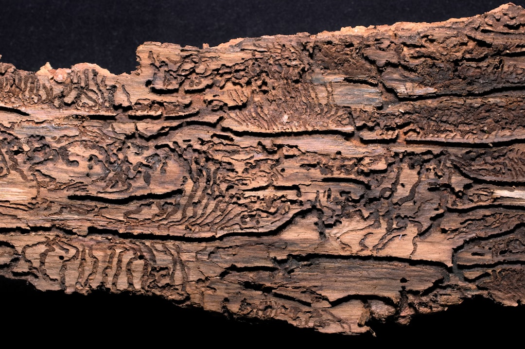 Der stille Fresser in der Decke: Unser Kampf gegen den Holzwurm im 1790er Fachwerkhaus