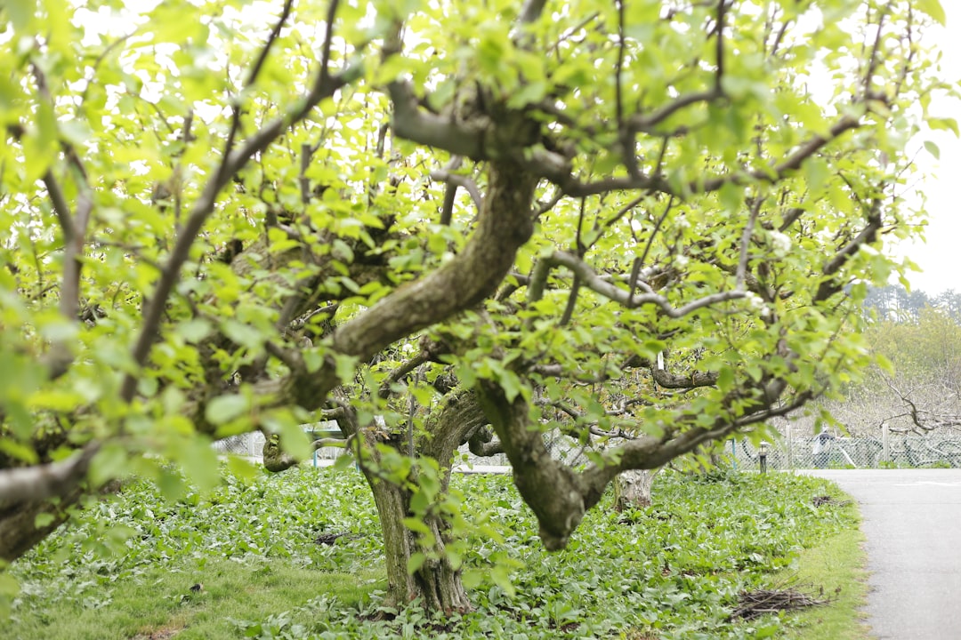 Mein Kampf um Licht und Ordnung: Wie ich unsere alten Obstbäume und die Nachbarshecke im Sommer gebändigt habe